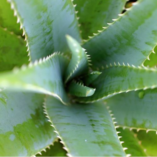 Déodorant frais à base d'aloe vera