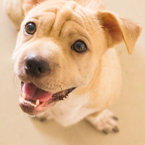 Pâte à dents  fait maison... pour les chiens !