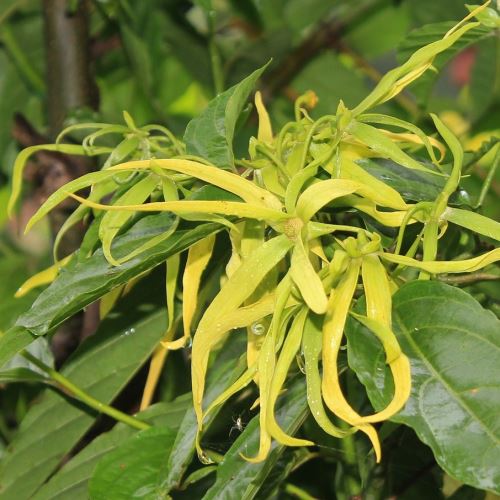 Ylang Ylang, Huile Essentielle