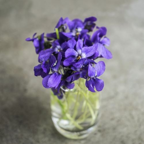 Violette