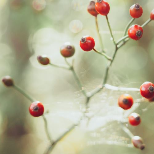 Huile d'églantier trois fois différente - produits pour peaux matures, grasses et sèches