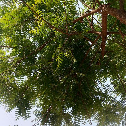 Nimba - Trésor ayurvédique pour le soin de la peau, des cheveux et des dents