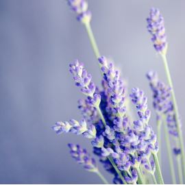 Crème après-soleil à la lavande