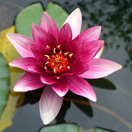 Cire de fleur de lotus