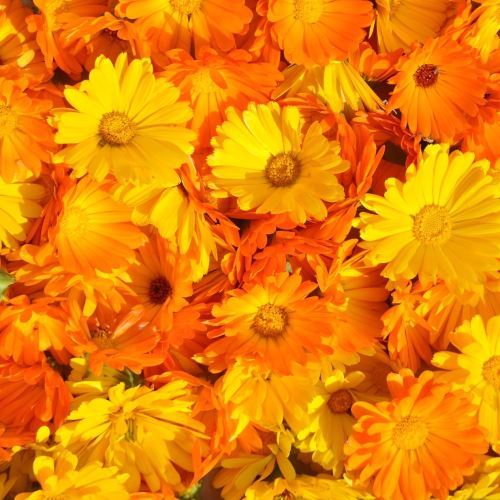 Cire de fleurs de calendula