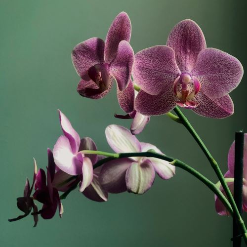 Orchidée et vanille