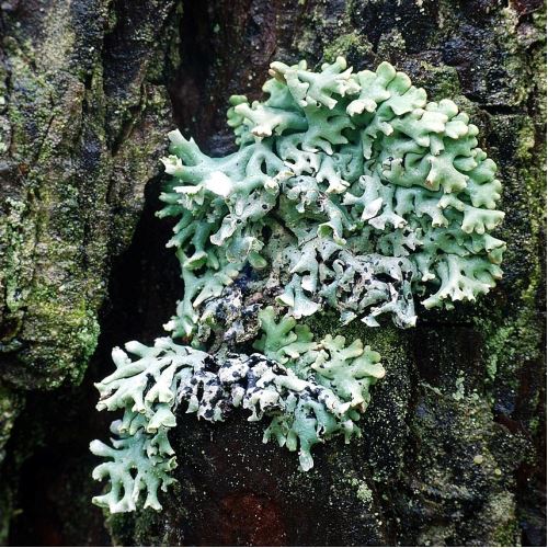 Lichen islandais (Iceland puklera), 100 g