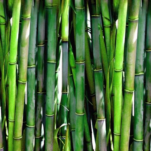 Poudre fine de bambou