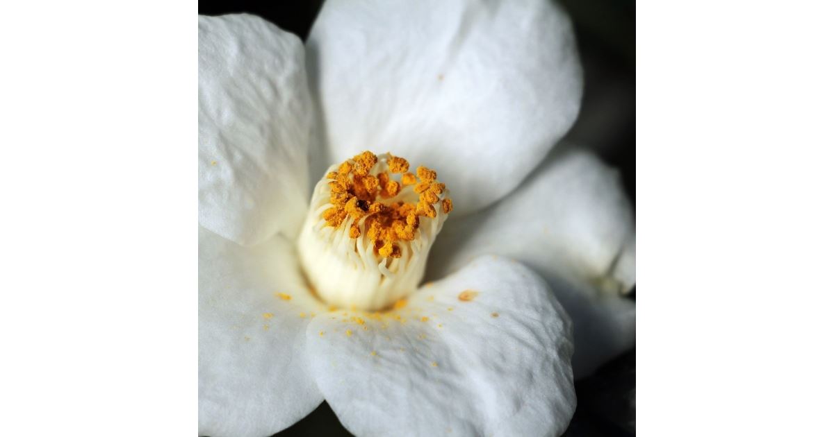 Huile de camélia – (Camellia Oleifera) – Huile de support 100