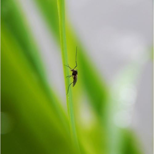 Sérum après piqûres d'insectes